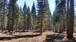 Thinning at French Meadows