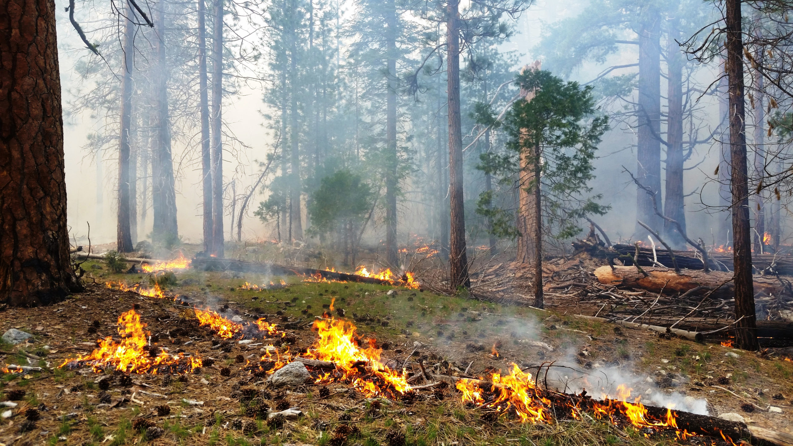 Management for Climate Resilient Forests - California Ecosystem Climate ...